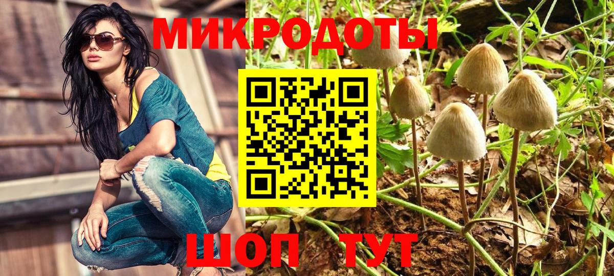 Галлюциногенные грибы Psilocybe Сафоново